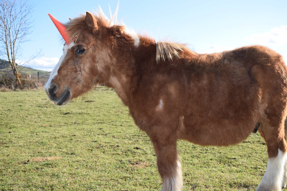 poney licorne haute loire 2