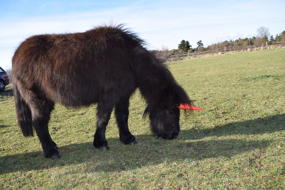 poney licorne haute loire